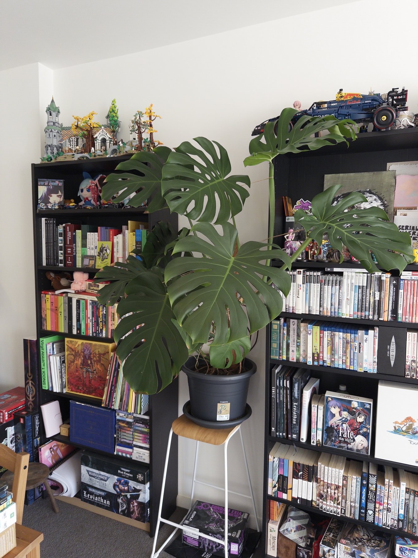 Picture of my monstera plant climbing up my bookshelves