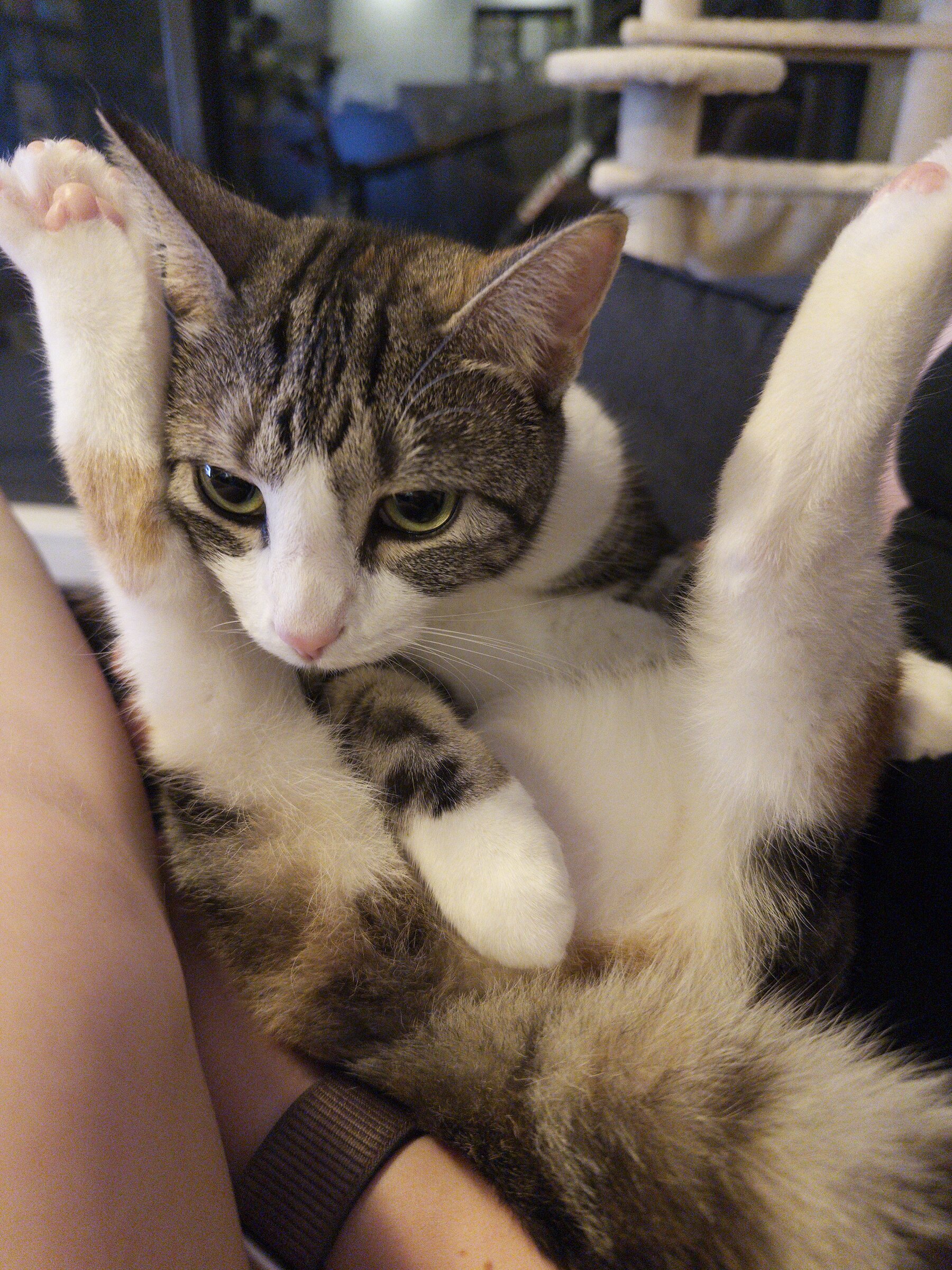 Cammy our cat in a weird position