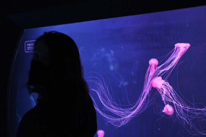 A silhouette of a person in front of an enclosure full of jellyfish