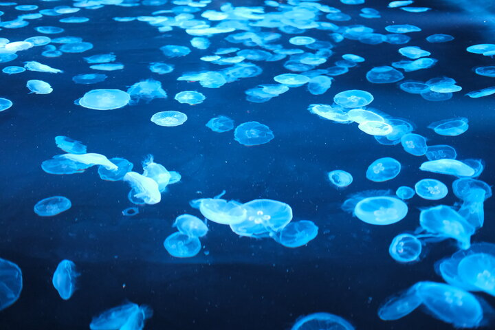 A pool full of glowing jellyfish